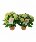 Hydrangea
