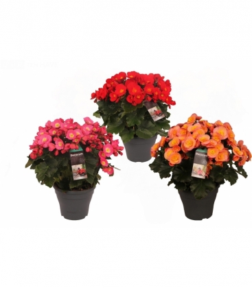 Begonia