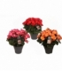Begonia