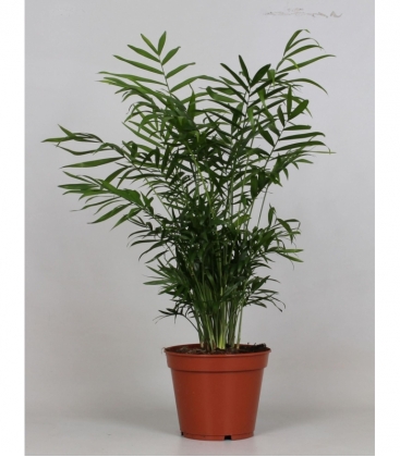 Chamaedorea