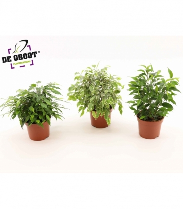 Ficus