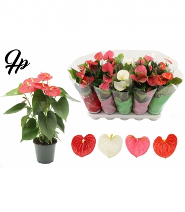 Anthurium