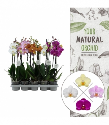 Phalaenopsis