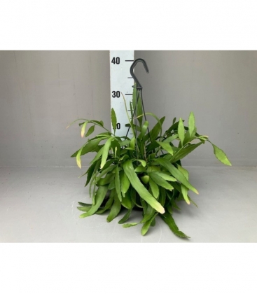 Rhipsalis