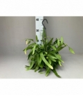 Rhipsalis