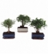 Bonsai