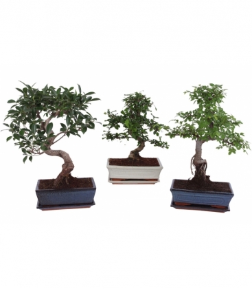 Bonsai