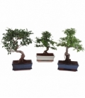 Bonsai