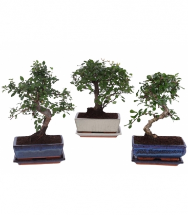 Bonsai