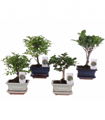 Bonsai