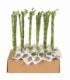 Dracaena