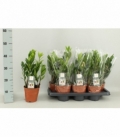 Zamioculcas