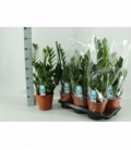 Zamioculcas