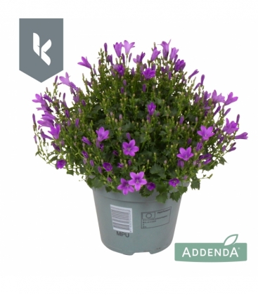 Campanula