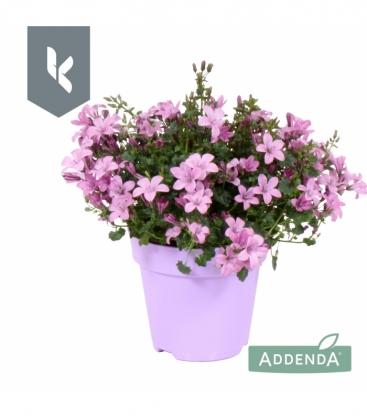 Campanula