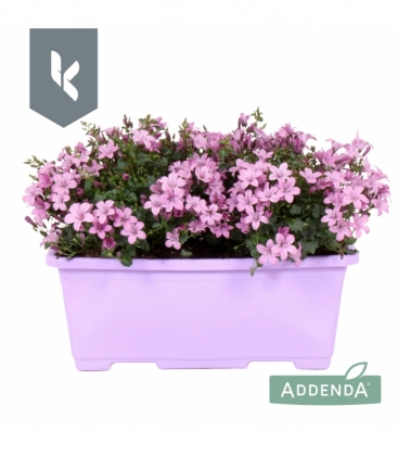 Campanula