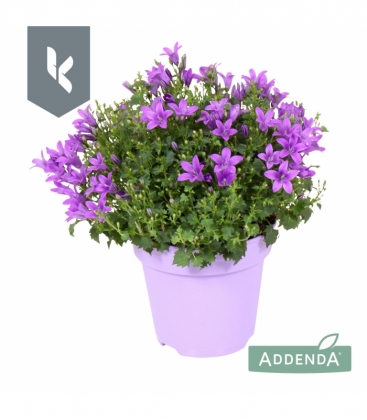 Campanula
