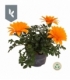 Gazania