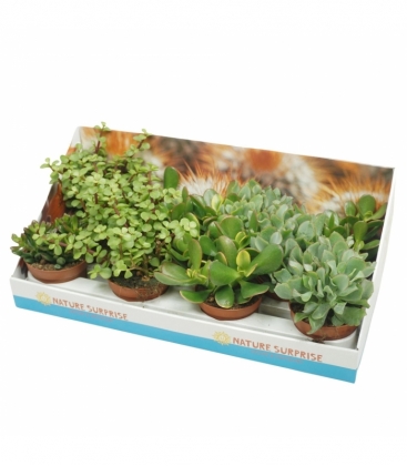 Crassula