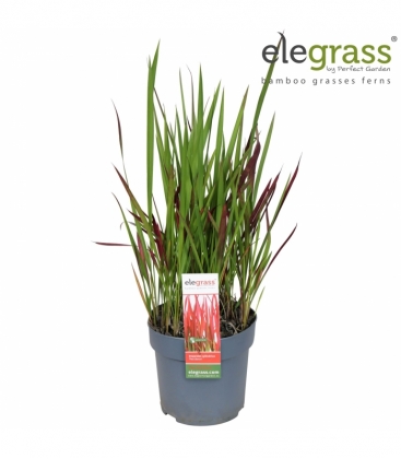 Imperata