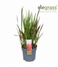 Imperata