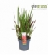 Imperata