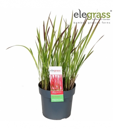 Imperata