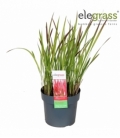 Imperata