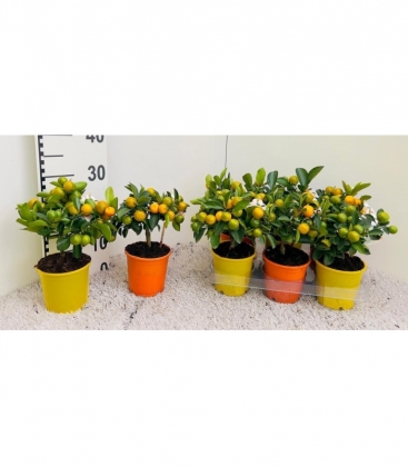 Citrus