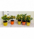 Citrus