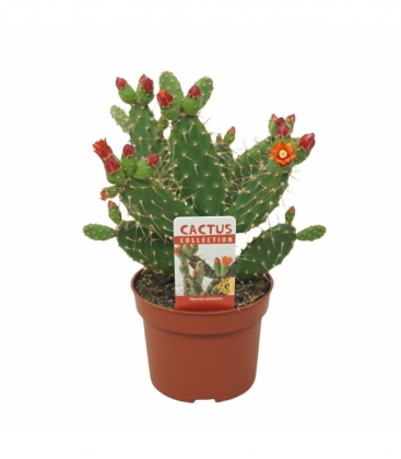 Opuntia