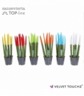 Sansevieria