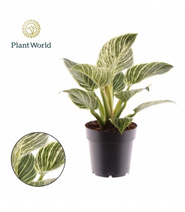 Philodendron