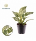 Philodendron