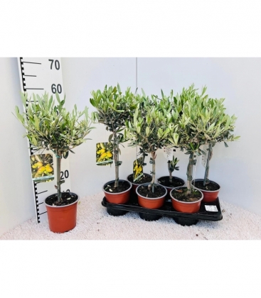 Olea