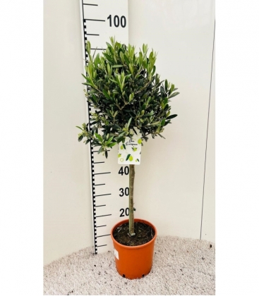Olea