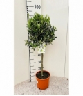 Olea