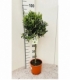 Olea