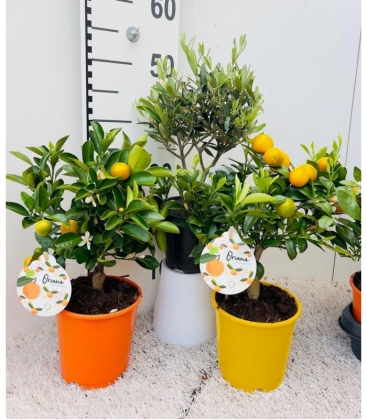 Citrus