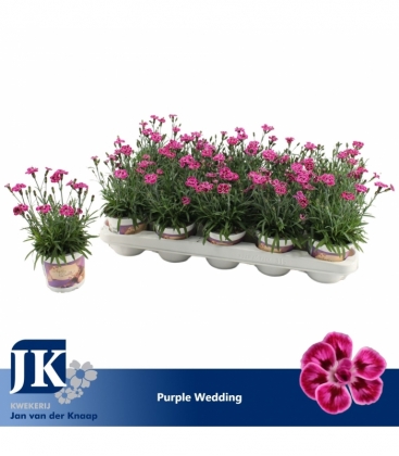 Dianthus
