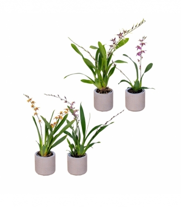 Oncidium
