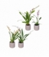 Oncidium