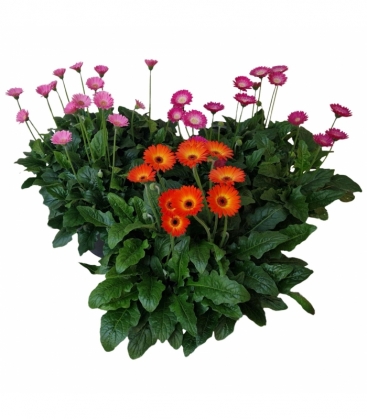 Gerbera