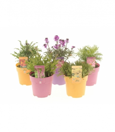 perennials