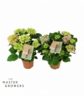 Hydrangea