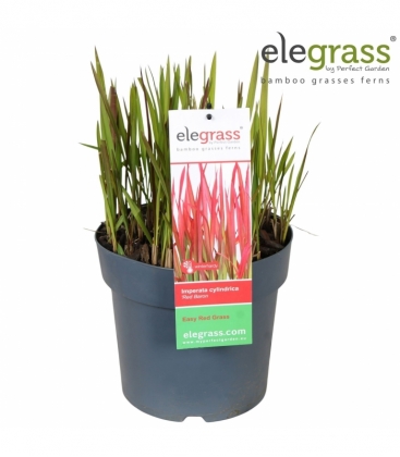 Imperata