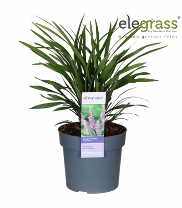 Liriope