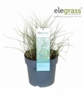 Miscanthus