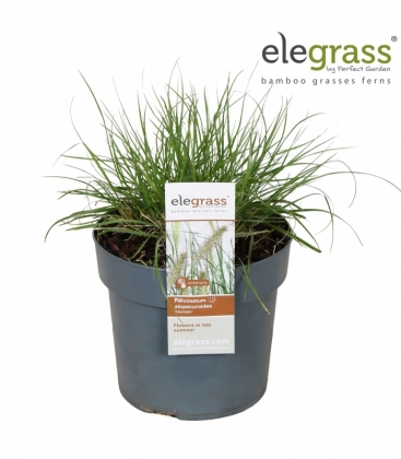 Pennisetum