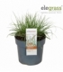 Pennisetum